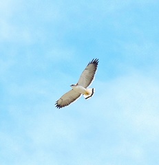 Geranoaetus polyosoma