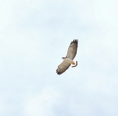 Geranoaetus polyosoma