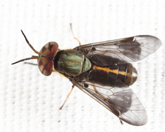 Chrysops univittatus