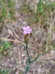Petrorhagia prolifera