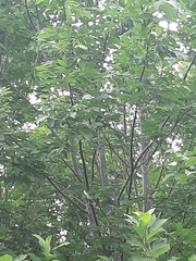 Setophaga pensylvanica