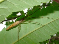 Tetragnatha straminea