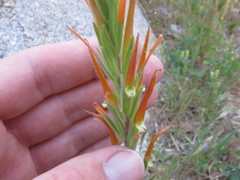 Castilleja minor stenantha