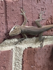 Anolis carolinensis