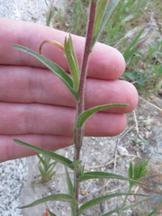 Castilleja minor stenantha