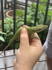 Anolis carolinensis