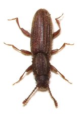 Oryzaephilus mercator