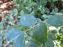 Erysiphe symphoricarpi