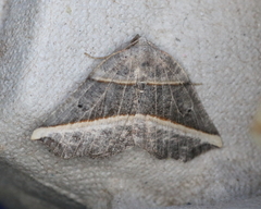Metanema determinata