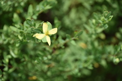 Hypericum crux-andreae