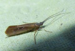 Limnephilus auricula