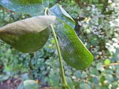 Erysiphe symphoricarpi