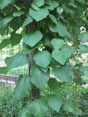 Aristolochia tomentosa
