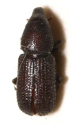 Hexarthrum culinaris