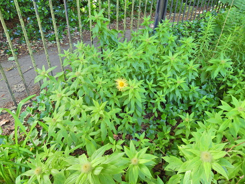 Image of Inula hookeri by (c) Susan Marley, some rights reserved (CC BY)