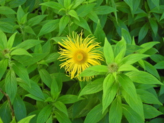 Inula hookeri