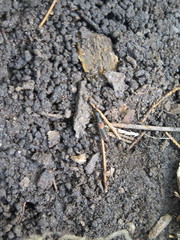 Platydracus cinnamopterus
