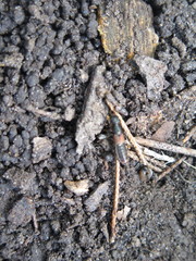 Platydracus cinnamopterus