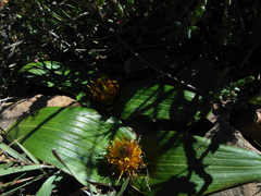 Daubenya marginata