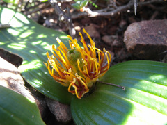 Daubenya marginata