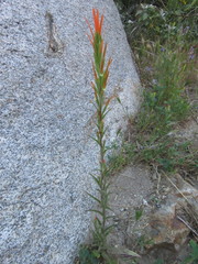 Castilleja minor stenantha