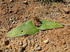Daubenya marginata