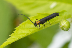 Oberea perspicillata