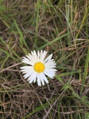 Aphanostephus ramosissimus