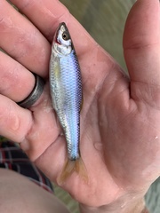 Cyprinella spiloptera