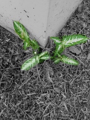Aglaonema