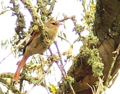 Cranioleuca subcristata