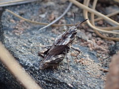 Dracotettix monstrosus