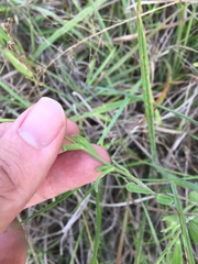 Aphanostephus ramosissimus