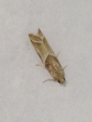 Nyctegretis lineana