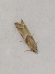 Nyctegretis lineana
