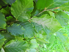 Aceria nervisequa