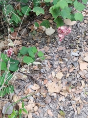 Helichrysum sanguineum
