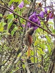 Cranioleuca subcristata