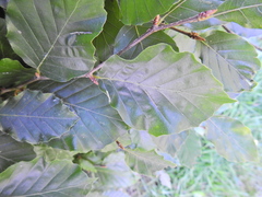 Aceria nervisequa