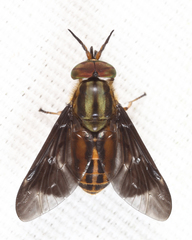 Chrysops aberrans