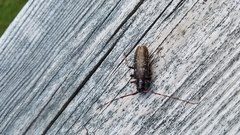 Monochamus maculosus