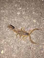 Centruroides vittatus
