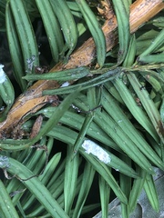 Pulvinaria floccifera