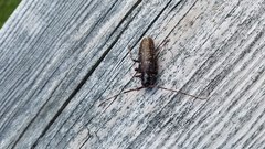 Monochamus maculosus