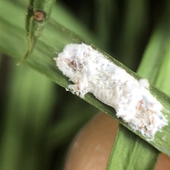 Pulvinaria floccifera