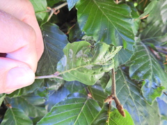 Aceria nervisequa