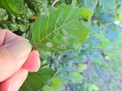 Aceria nervisequa