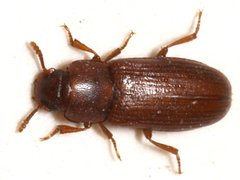 Tribolium castaneum