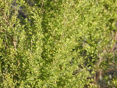 Lepidium ramosissimum