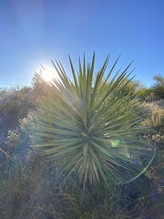 Yucca schidigera